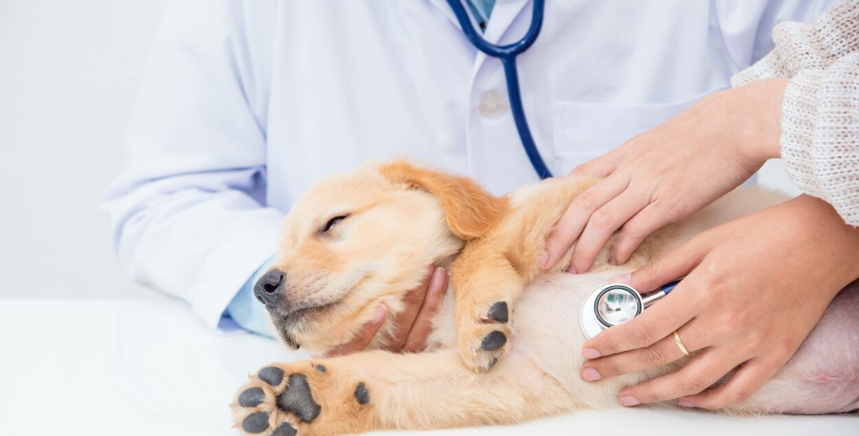 Probiotic pentru câini – când merită dat și pe care să-l alegi?