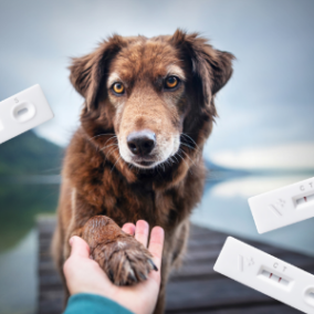 Diagnostic veterinar