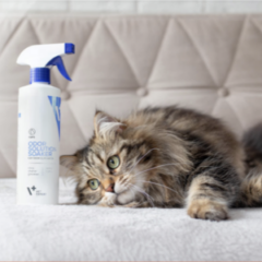 Managementul odor