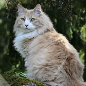Diagnostic veterinar