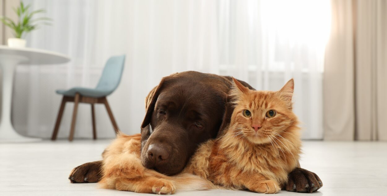 Boli virale canine și feline pe care le poți întâmpina