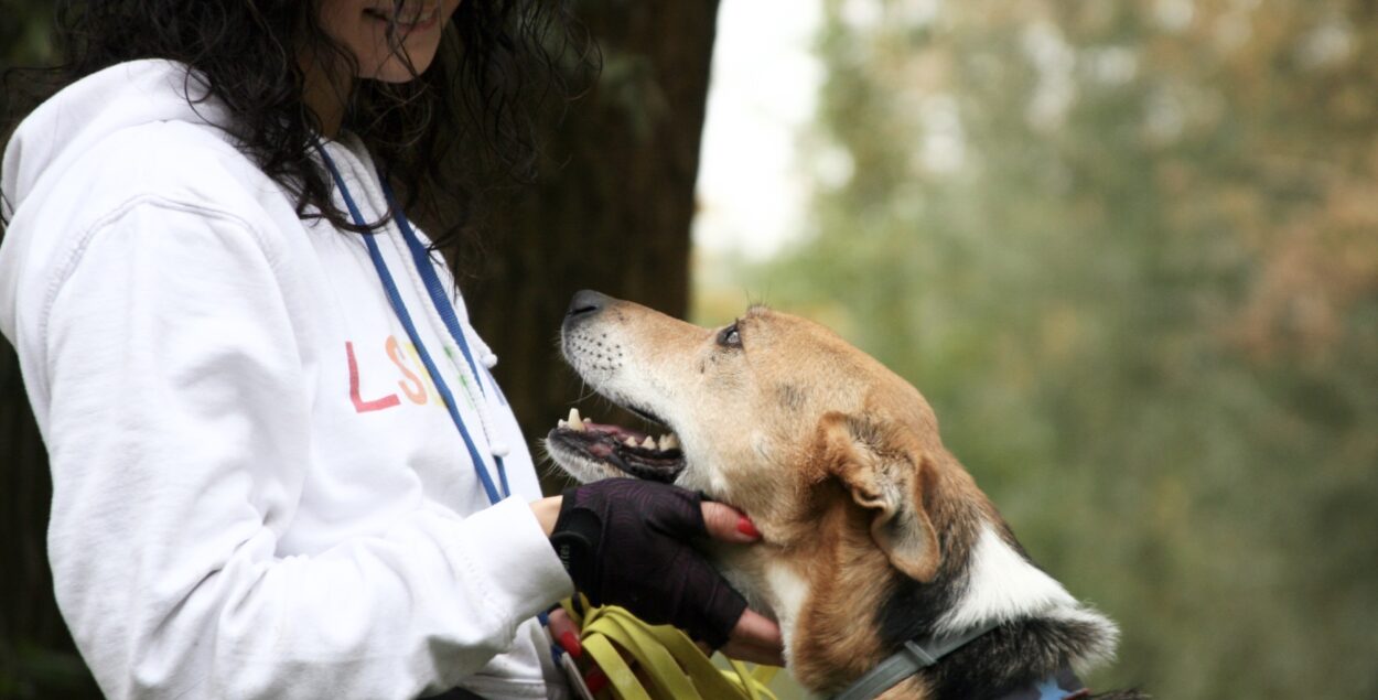 Un câine, asta e… Sau chiar este?